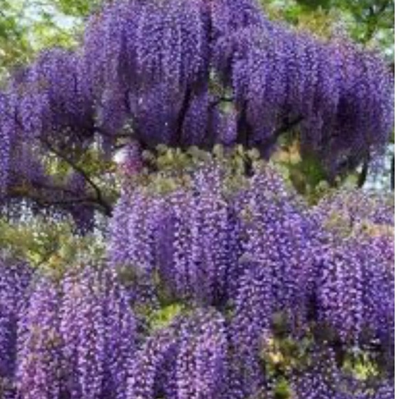 wisterialaneco